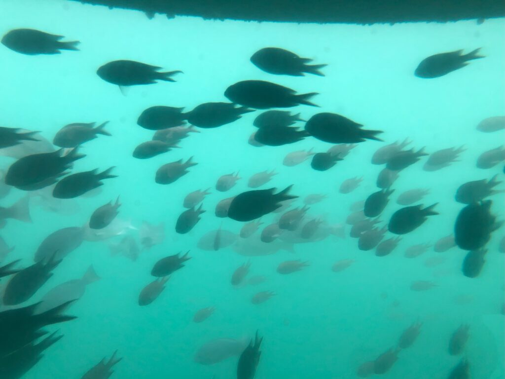 神奈川県三浦市の三崎マリンセンターへ家族旅行に行ってきました