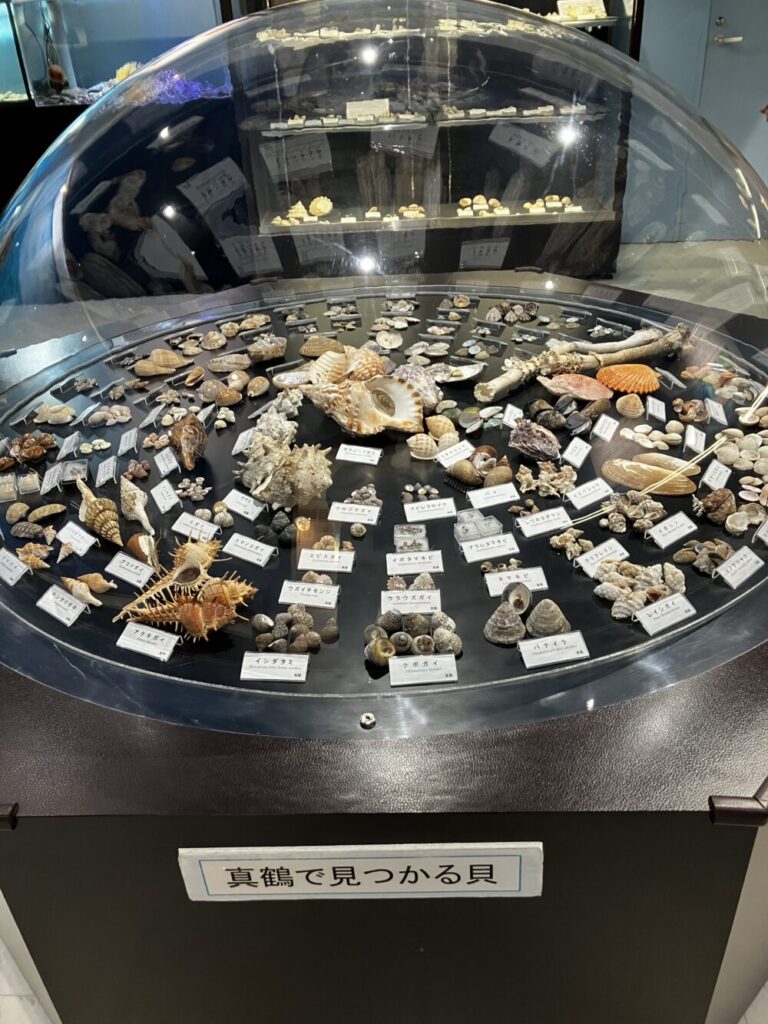 遠藤貝類博物館