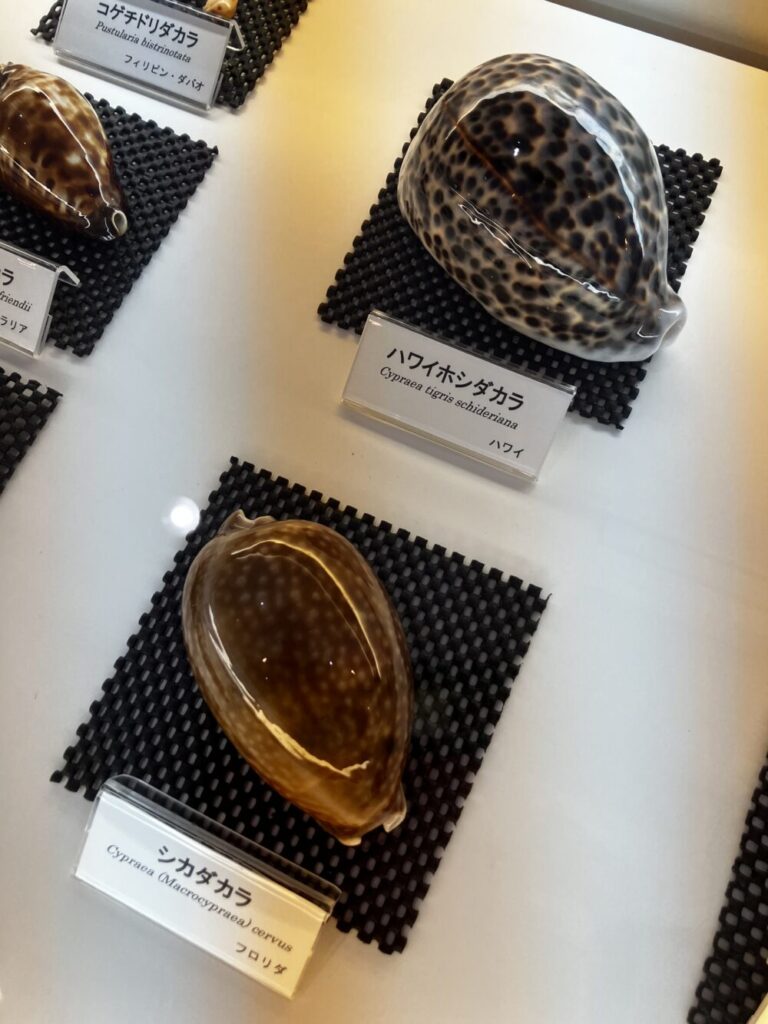 遠藤貝類博物館