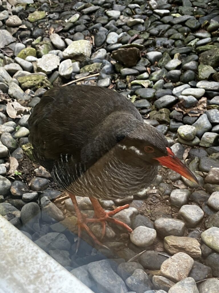 安田くいなふれあい公園