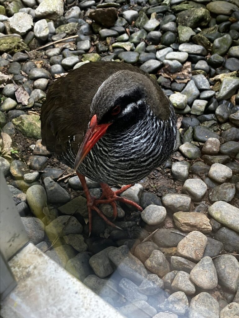 安田くいなふれあい公園のヤンバルクイナ 沖縄県