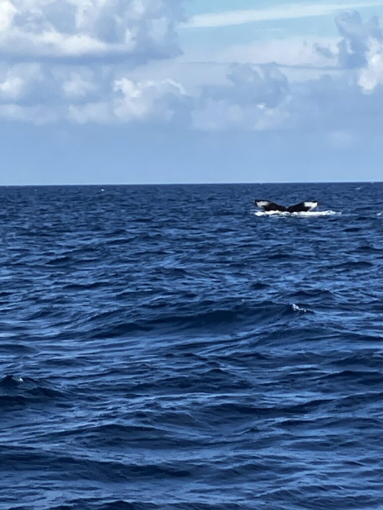 沖縄の海でホエールウォッチング　沖縄県