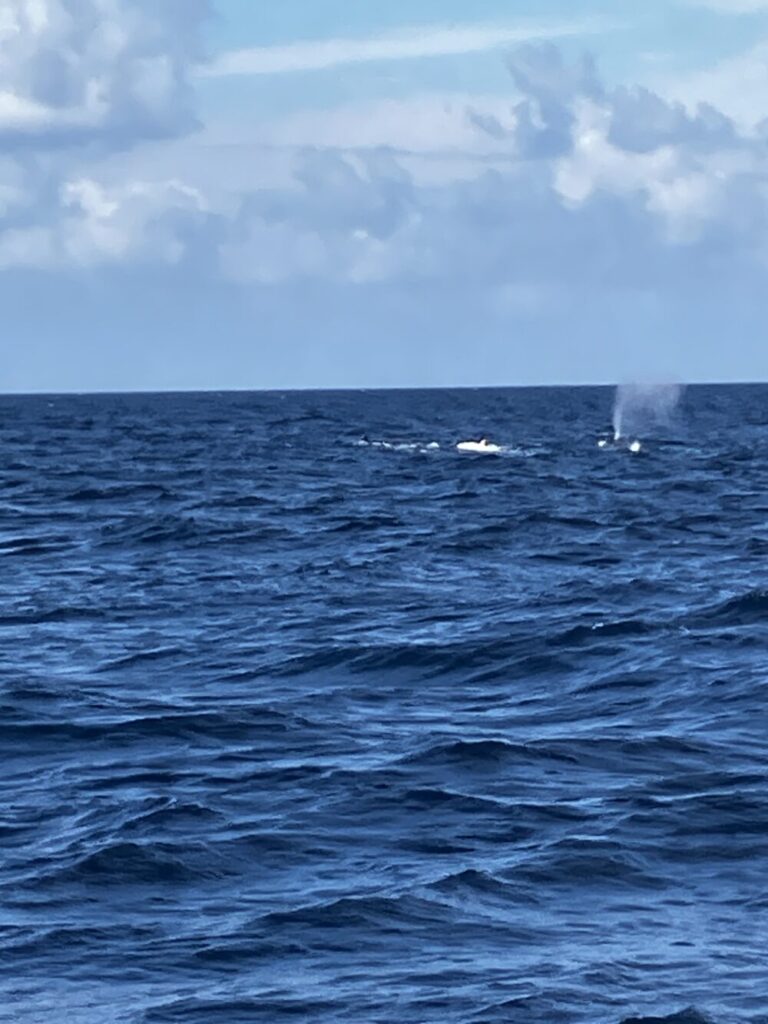 沖縄近海に姿を現したクジラの様子（潮吹き）
