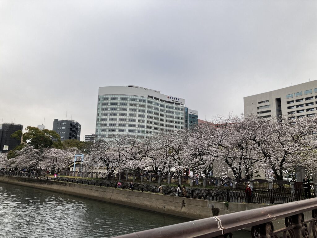 天神中央公園の桜