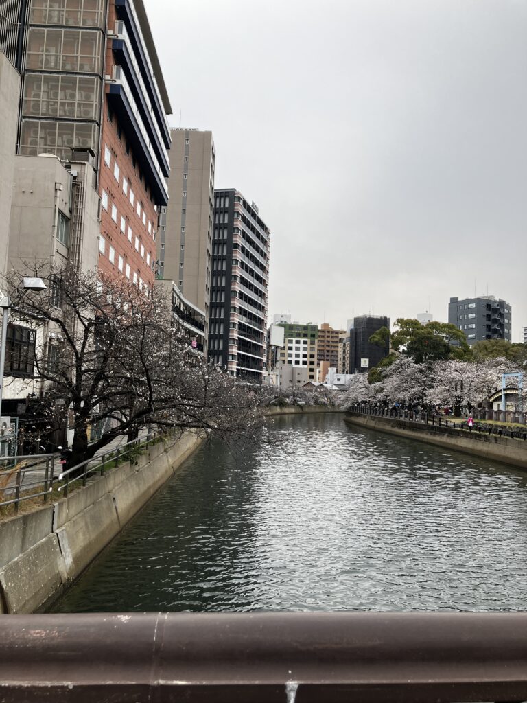 薬院新川沿いの桜