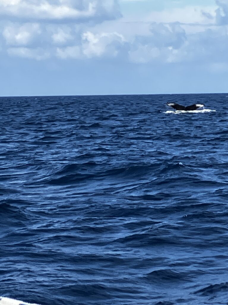 白いしぶきをあげて海に潜っていくザトウクジラの尾びれ