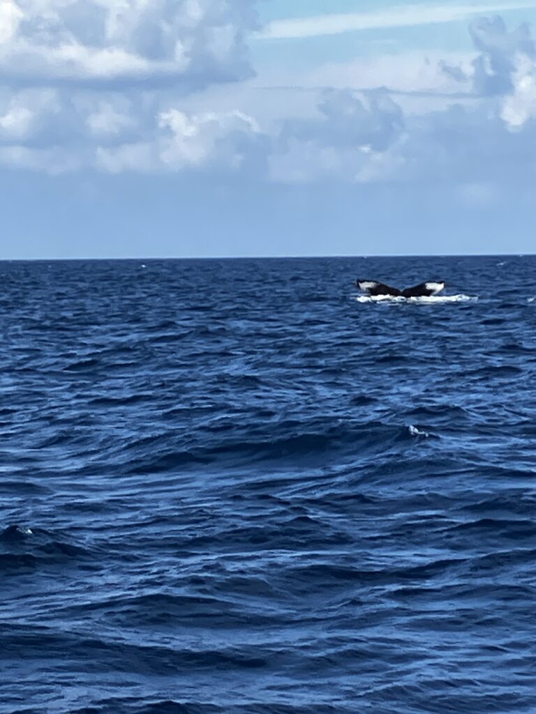 海面に現れた尾びれ