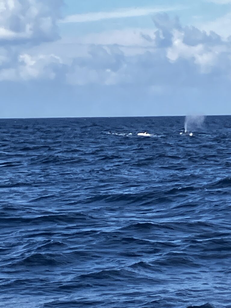 海面での潮吹き