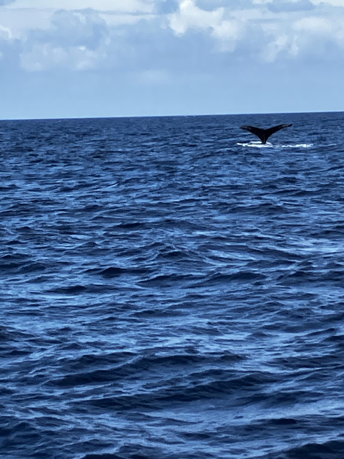 クジラのフルークアップ