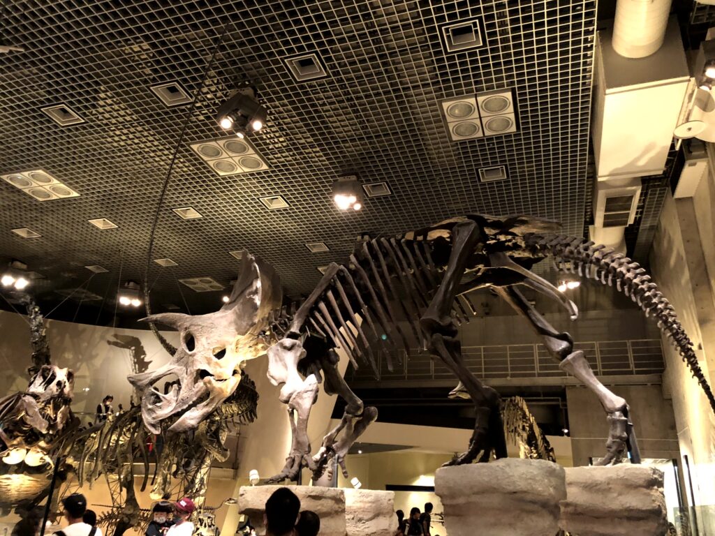国立博物館　恐竜の全身骨格②