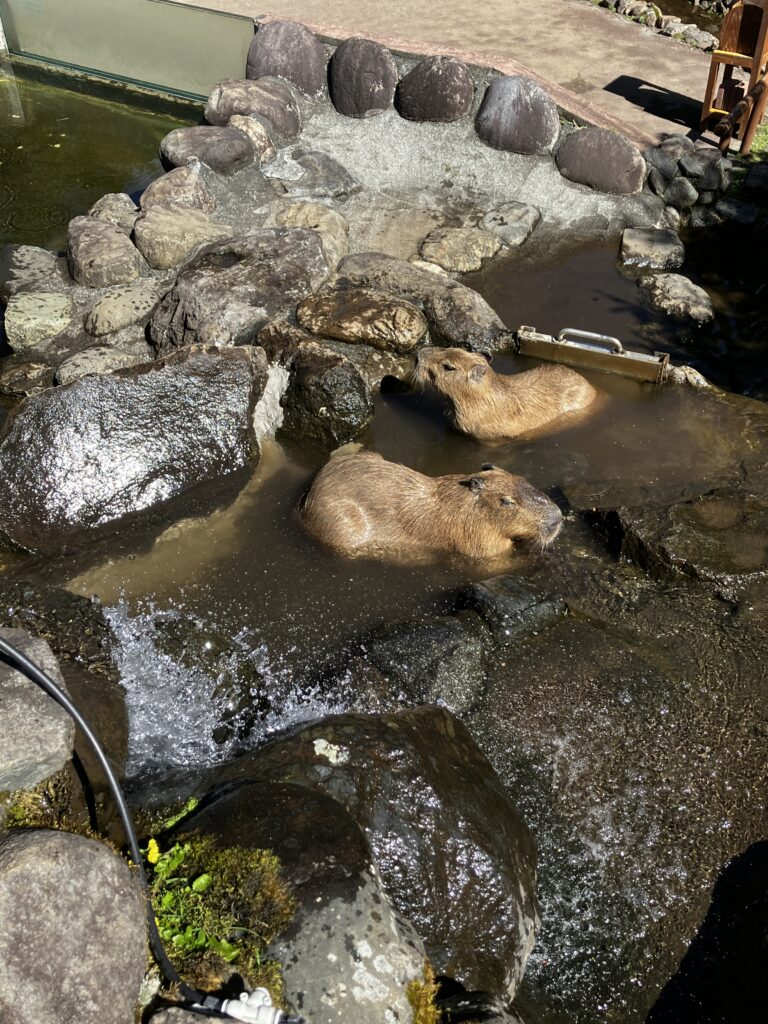 富士サファリパーク ふれあい牧場 水浴びするカピバラ