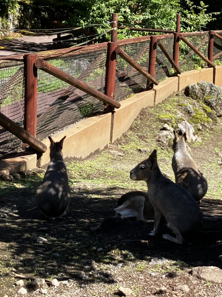 富士サファリパーク 木陰で涼むマーラ(ネズミの仲間)