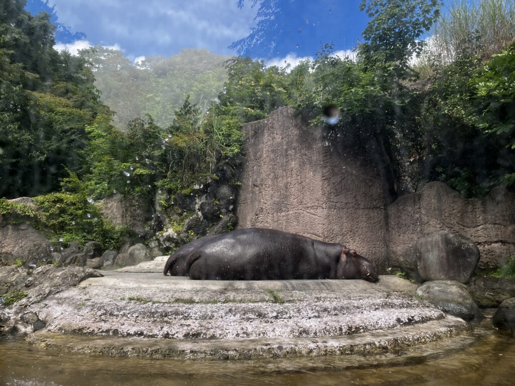 富士サファリパーク 岩場でひと休みするカバ