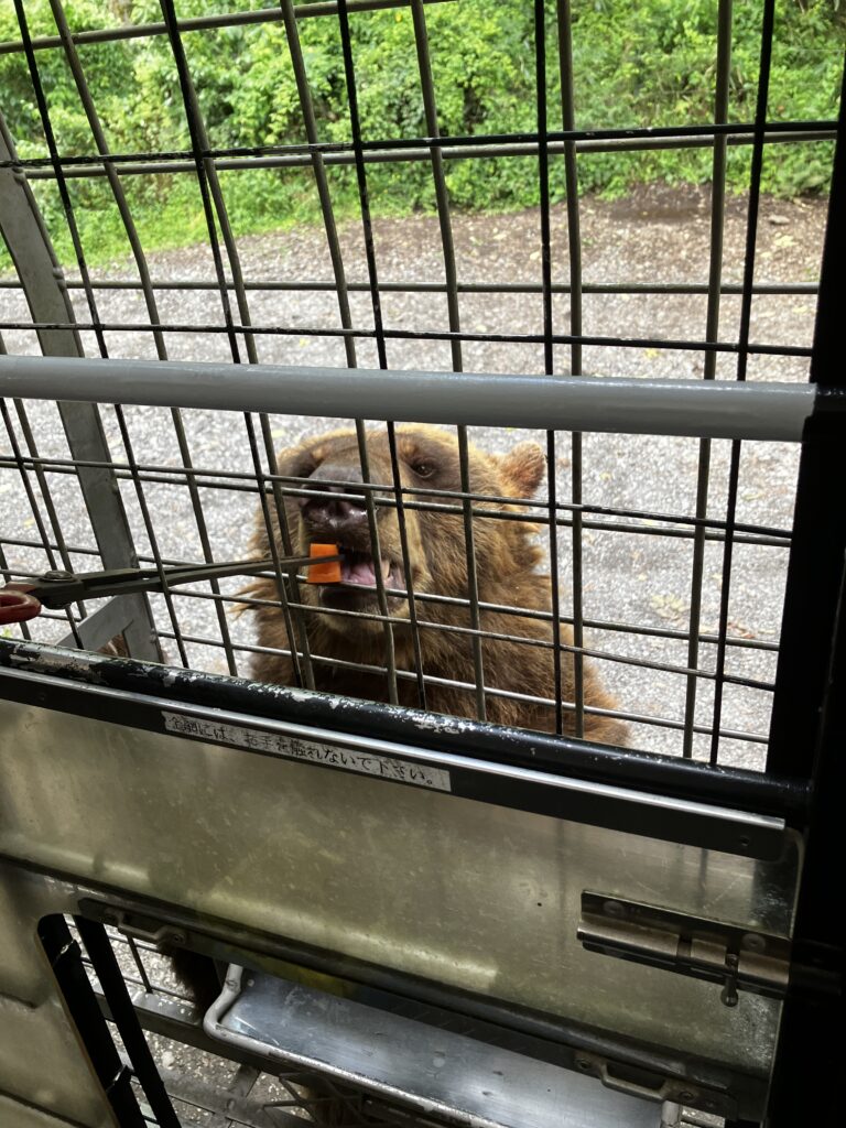 富士サファリパーク　熊への餌やり体験