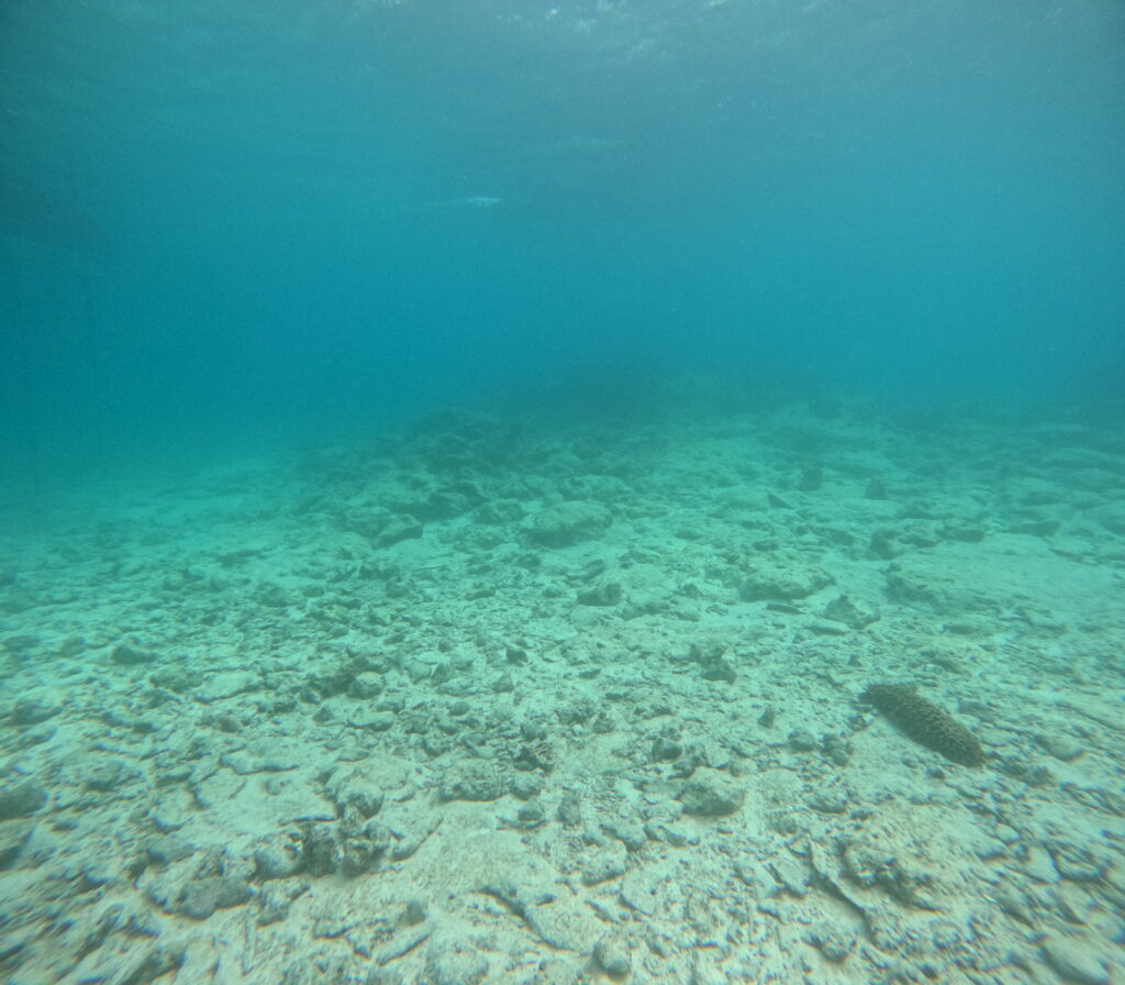 沖縄シーウォーク 砂地の海底。右下にナマコ