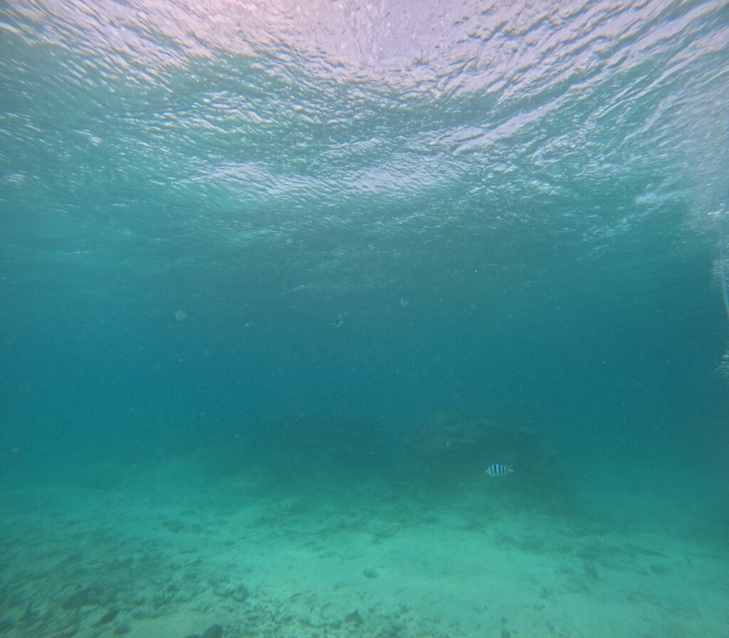 沖縄シーウォーク 青い海中に縞模様の魚が1匹