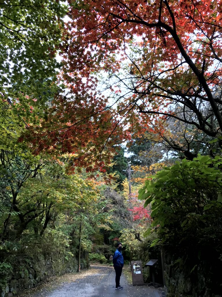 日光東照宮の周辺 石垣沿いの道を覆う紅葉